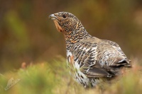 Tetrev hlusec - Tetrao urogallus -  Western Capercaillie 9968